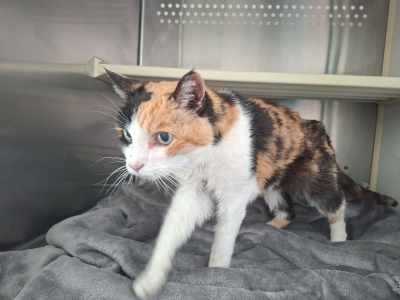 Funskatze 3.10 Funskatze 3.10